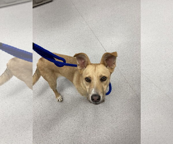 Medium Photo #9 Border Collie-Unknown Mix Puppy For Sale in San Diego, CA, USA