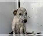 Small Australian Cattle Dog Mix
