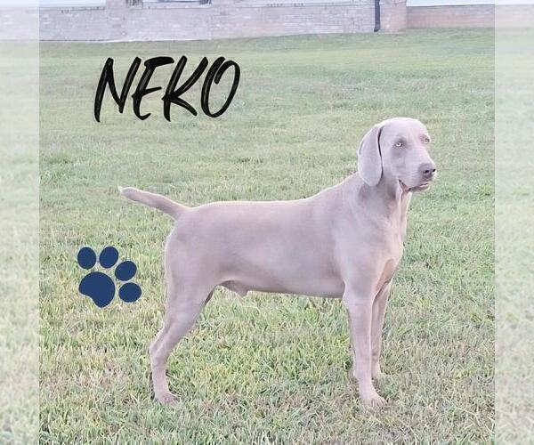 Medium Photo #1 Weimaraner Puppy For Sale in LEWISBURG, KY, USA