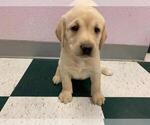 Small Photo #17 Labrador Retriever Puppy For Sale in WILSONVILLE, OR, USA