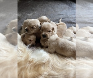 Golden Retriever Puppy for sale in LAKE CITY, PA, USA