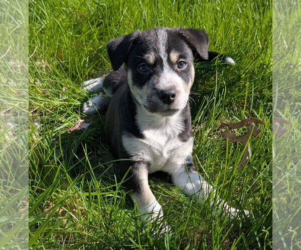 Medium Photo #3 Mutt Puppy For Sale in Des Moines, IA, USA