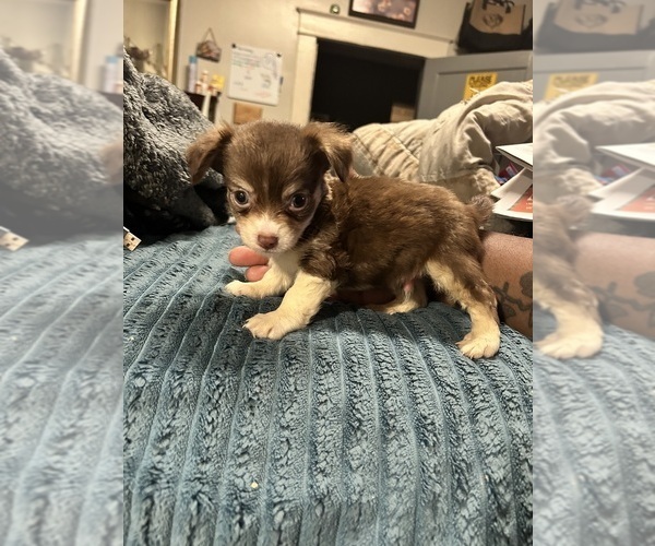 Medium Photo #2 Chiranian Puppy For Sale in BIRMINGHAM, AL, USA