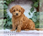 Small #2 Cavachon-Poodle (Miniature) Mix