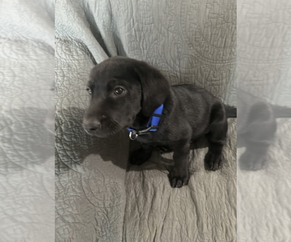 Medium Photo #3 Labrador Retriever Puppy For Sale in VINE GROVE, KY, USA