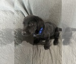 Small #2 Labrador Retriever
