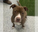 Small #9 American Pit Bull Terrier-American Staffordshire Terrier Mix