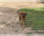 Small #9 Labrador Retriever-Rhodesian Ridgeback Mix