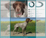 Small #12 Brittany-German Shorthaired Pointer Mix