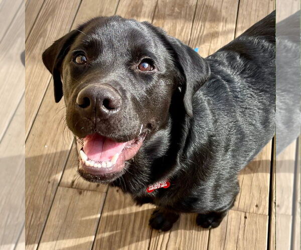 Medium Photo #4 Labrador Retriever-Unknown Mix Puppy For Sale in Canton, CT, USA