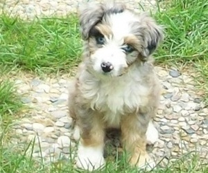 Aussiedoodle Miniature  Puppy for sale in ROSCOMMON, MI, USA