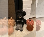 Small Photo #4 Schnauzer (Miniature) Puppy For Sale in TAYLORS, SC, USA