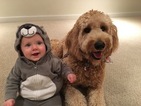 Small Photo #12 Goldendoodle Puppy For Sale in WOLCOTT, IN, USA