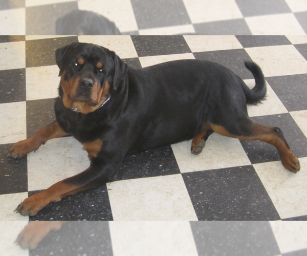 Medium Photo #1 Rottweiler Puppy For Sale in ROSEBURG, OR, USA