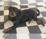 Small Photo #1 Rottweiler Puppy For Sale in ROSEBURG, OR, USA