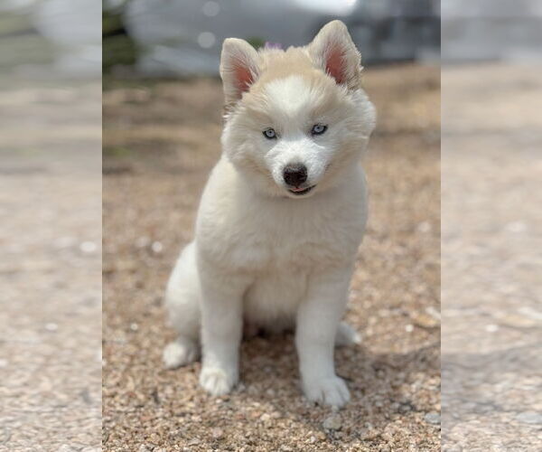 Medium Photo #12 Huskies -Unknown Mix Puppy For Sale in PIPE CREEK, TX, USA