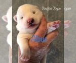 Image preview for Ad Listing. Nickname: Albus