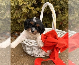 Cavapoo (Miniature) Puppy for sale in MIDDLEBURY, IN, USA