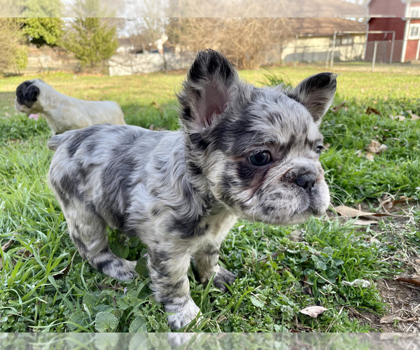 Medium Photo #2 French Bulldog Puppy For Sale in SAND SPRINGS, OK, USA