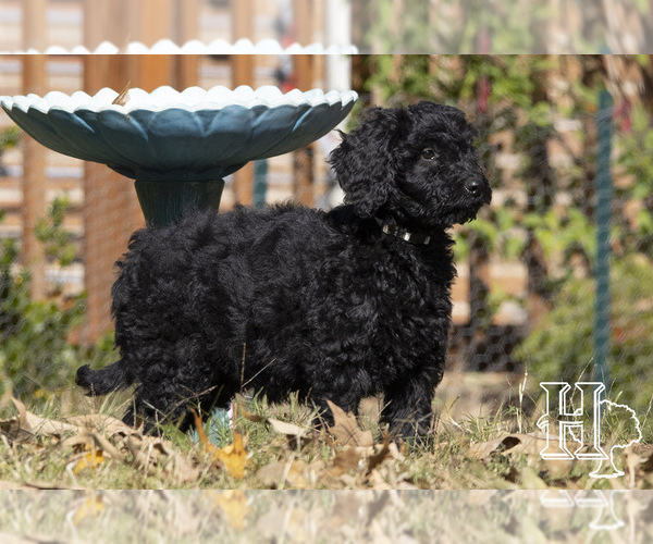 Medium Photo #2 Goldendoodle Puppy For Sale in ELLENBORO, NC, USA