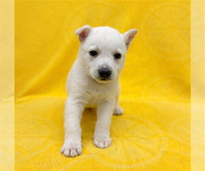 Labrador Retriever-Unknown Mix Dogs for adoption in Conroe, TX, USA