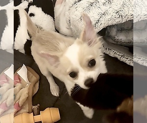 Chihuahua Puppy for Sale in ALLEN, Texas USA