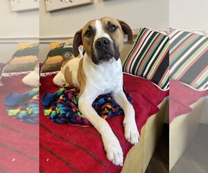 Boxer-Unknown Mix Dogs for adoption in Richardson, TX, USA