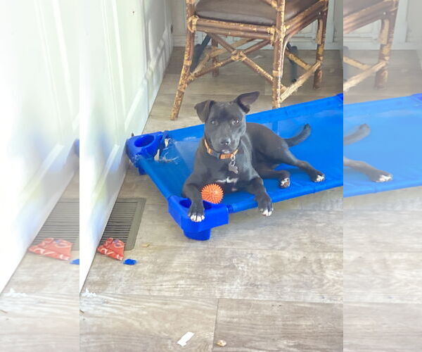 Medium Photo #6 Mutt Puppy For Sale in San Diego, CA, USA