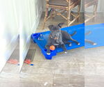 Small #5 Mutt