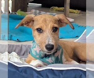 Dachshund-Unknown Mix Dogs for adoption in Carrollton, TX, USA