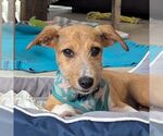 Small Dachshund Mix