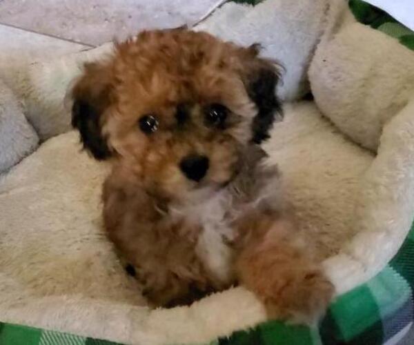 Medium Photo #1 Poodle (Toy) Puppy For Sale in DUDLEY, MA, USA