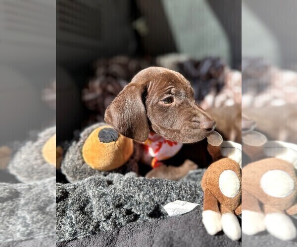 Medium Photo #2 German Shorthaired Pointer Puppy For Sale in GREENVILLE, SC, USA