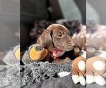 Small Photo #2 German Shorthaired Pointer Puppy For Sale in GREENVILLE, SC, USA