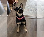 Small #5 Australian Kelpie Mix
