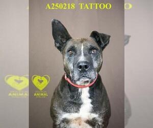 Border Collie-Unknown Mix Dogs for adoption in Stockton, CA, USA