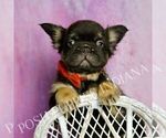 Small #2 French Bulldog