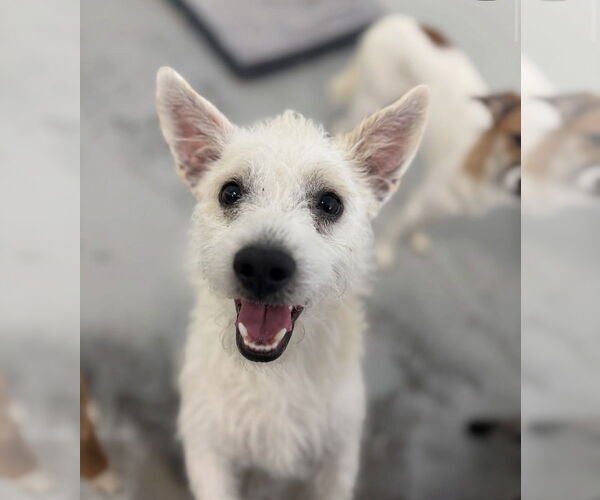Medium Photo #2 Mutt Puppy For Sale in Studio City, CA, USA