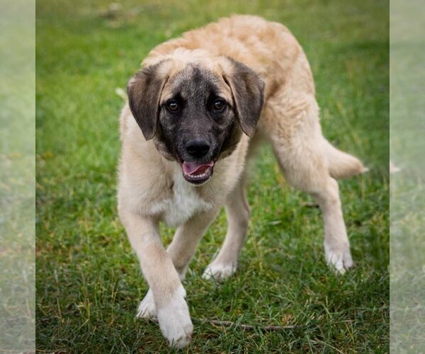 Medium Photo #15 Anatolian Shepherd-Unknown Mix Puppy For Sale in Plymouth, MN, USA