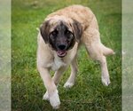 Small Photo #15 Anatolian Shepherd-Unknown Mix Puppy For Sale in Plymouth, MN, USA