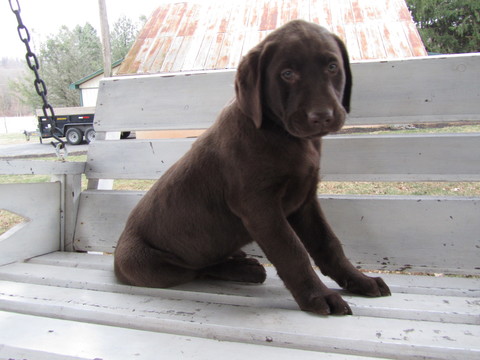 Medium Photo #1 Labrador Retriever Puppy For Sale in NEWMANSTOWN, PA, USA