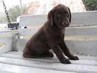 Small Photo #1 Labrador Retriever Puppy For Sale in NEWMANSTOWN, PA, USA