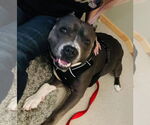 Small #9 American Pit Bull Terrier Mix