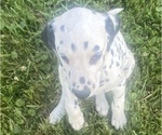 Small Photo #3 Dalmatian Puppy For Sale in WILLIAMSBURG, OH, USA