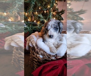 Medium Aussiedoodle