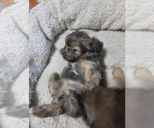 Medium Photo #7 Maltipom Puppy For Sale in HUDSON, MA, USA