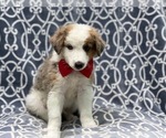 Small #3 Australian Shepherd