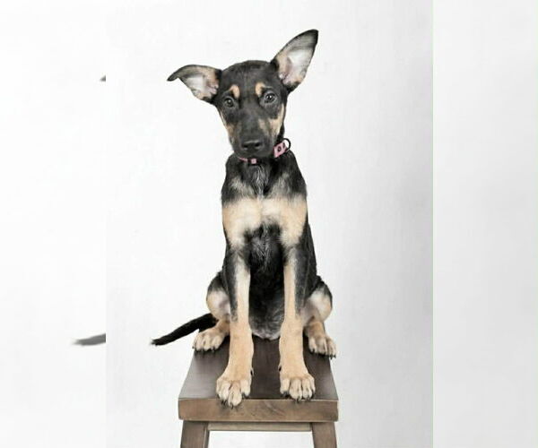 Medium Photo #3 German Shepherd Dog-Unknown Mix Puppy For Sale in Oak Bluffs, MA, USA