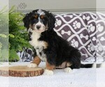 Small Photo #3 Bernedoodle (Miniature) Puppy For Sale in NARVON, PA, USA