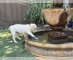Small #3 German Shepherd Dog-Great Pyrenees Mix